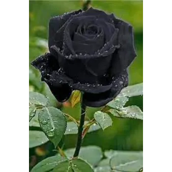 Fresh Black Rose 